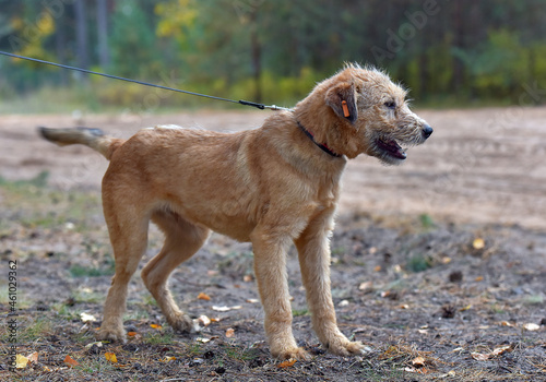 brown dog mestizo terrier at animal shelter © Evdoha