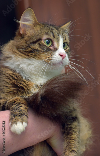 Fototapeta Naklejka Na Ścianę i Meble -  brown and white beautiful cat in her arms