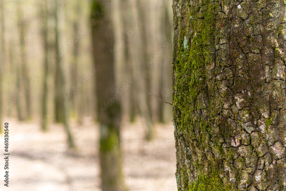 Fototapeta premium tree on autumn background