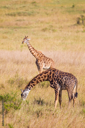 Maasai Giraffe grazing in the brown grass of the Masai Mara, Kenya