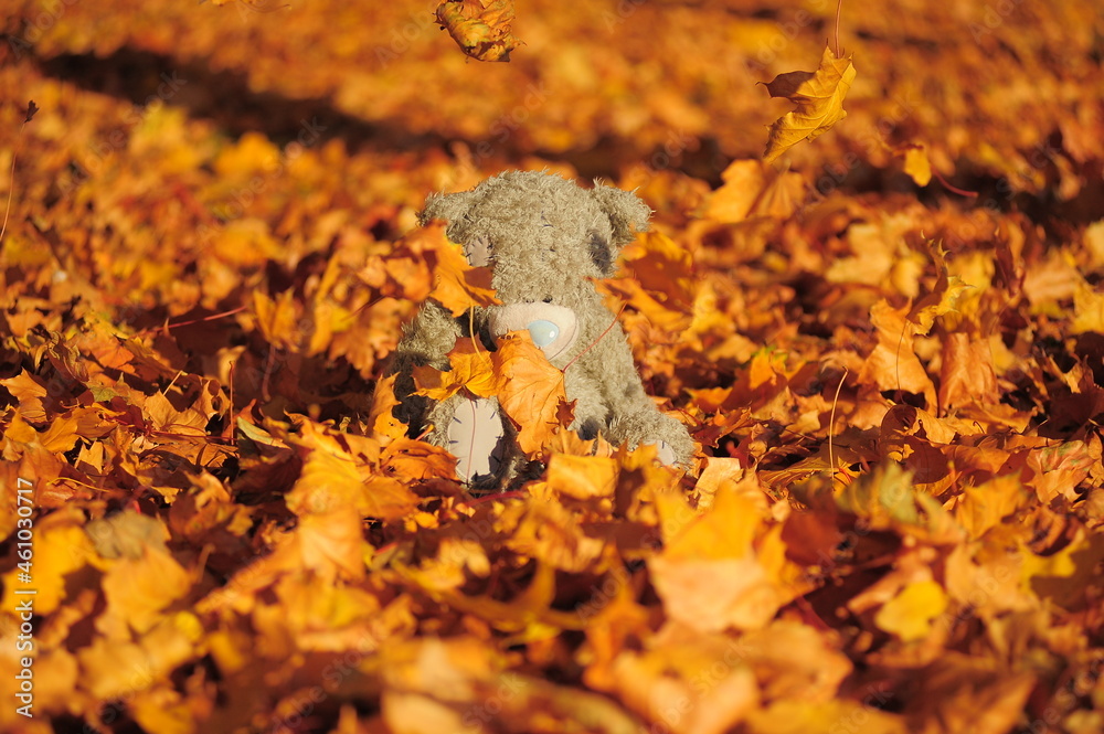 Fototapeta premium teddy bear sitting among the autumn foliage