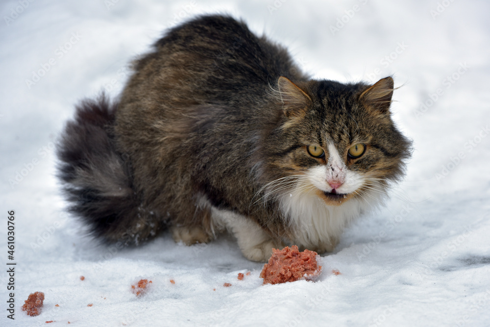 siberian homeless cat eating in the snow outside in winter siberian homeless cat eating in the snow outside in winter