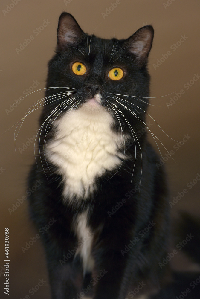 Fototapeta premium black with white breasts cat with orange eyes