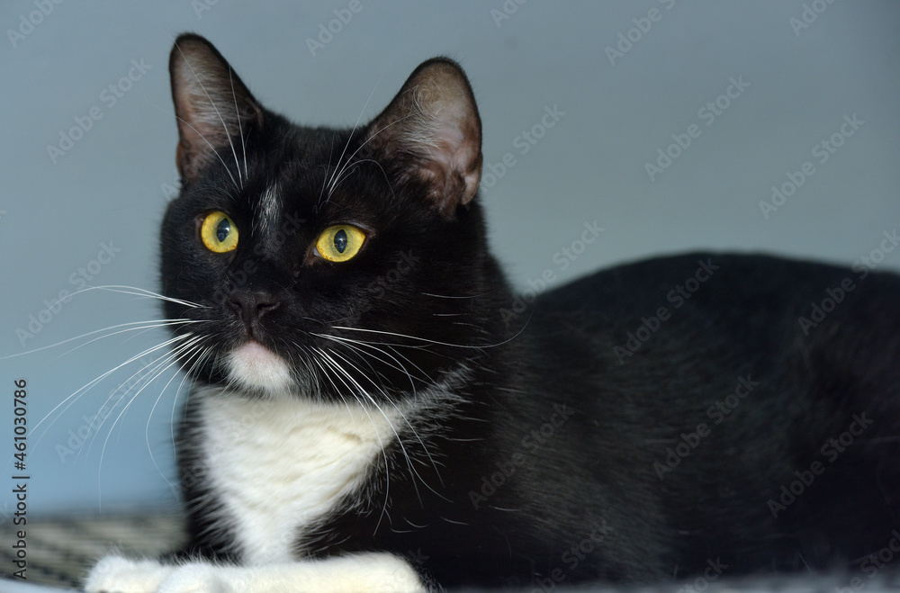 black and white european shorthair cat with yellow eyes