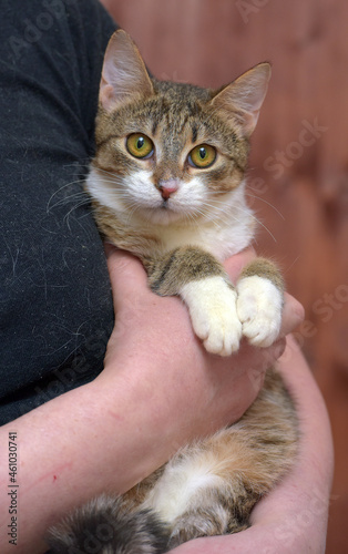 striped with white young cat in arms