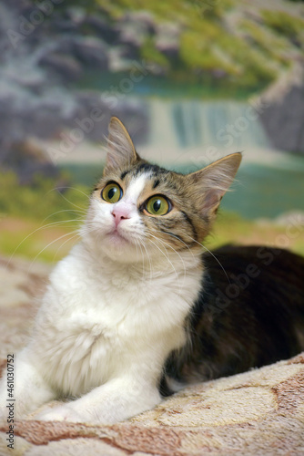 Foto cute big-eyed fluffy brown and white cat