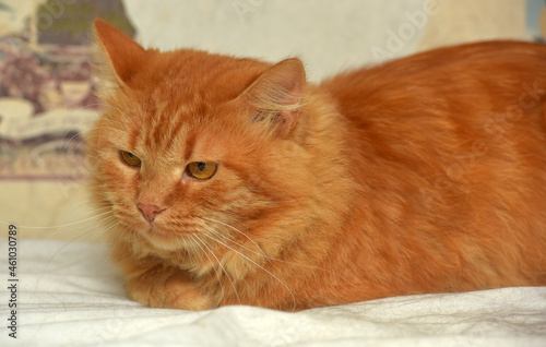 red fluffy disgruntled domestic cat
