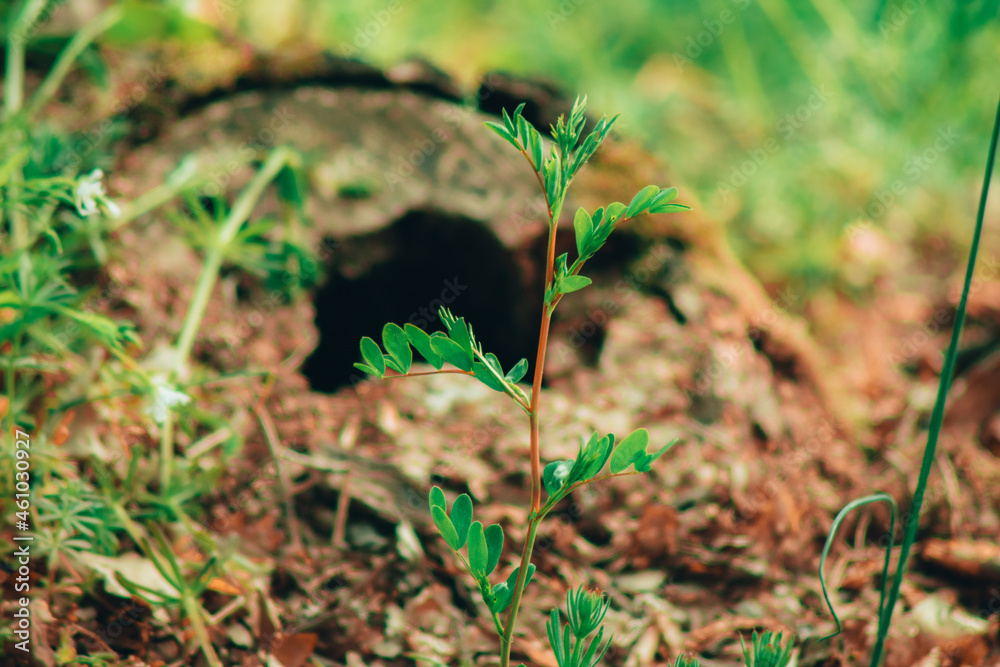 The tree grows in the middle of the forest The tree grows in the middle of the forest