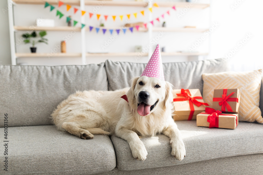 Adorable pet dog wearing party hat, lying on couch surrounded by gift boxes, having birthday celebration at home - obrazy, fototapety, plakaty 