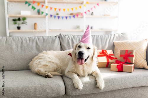Adorable pet dog wearing party hat, lying on couch surrounded by gift boxes, having birthday celebration at home