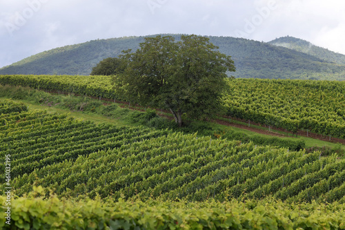 Wallpaper Mural Weinberge in der Südpfalz Torontodigital.ca