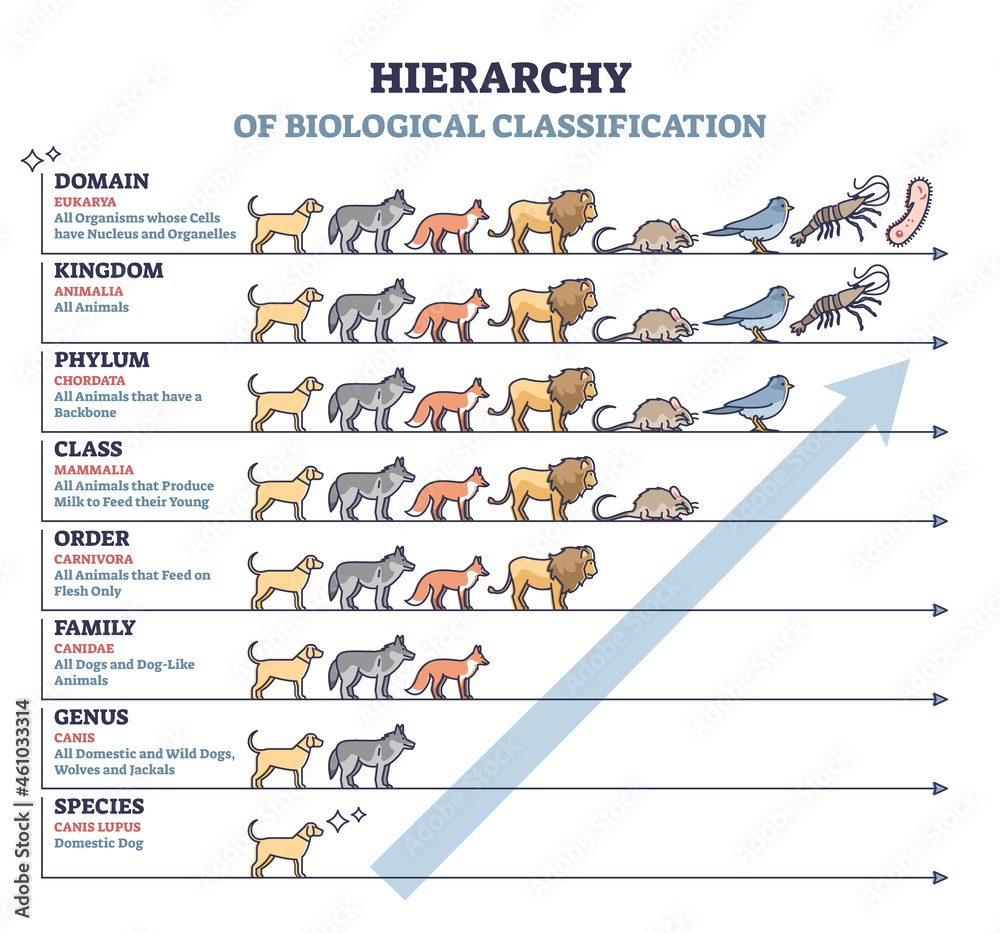 Classification of living things as biological hierarchy outline diagram. Labeled educational scheme and wildlife organisms order from species to domain vector illustration. Zoology animal arrangement - obrazy, fototapety, plakaty 