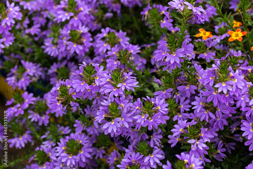 deep violet Blue Surdiva, Scaevola, aemula flowers in late summer garden