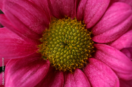 pink blooms of pink marguerite daisy flowers in bouquet autumn, floral wallpaper background