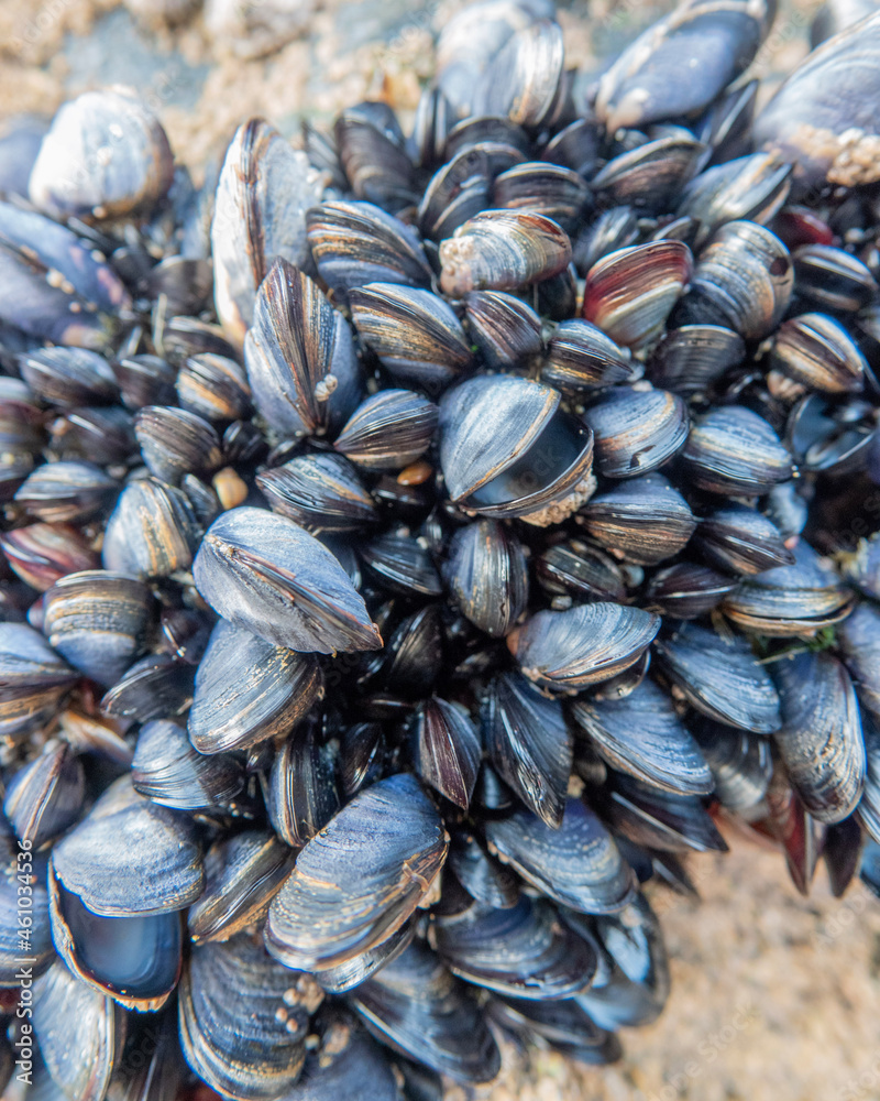 fresh mussels in the market