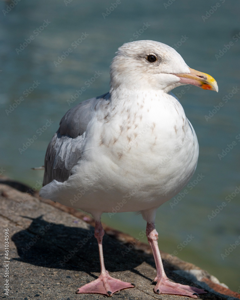 seagull on the beach