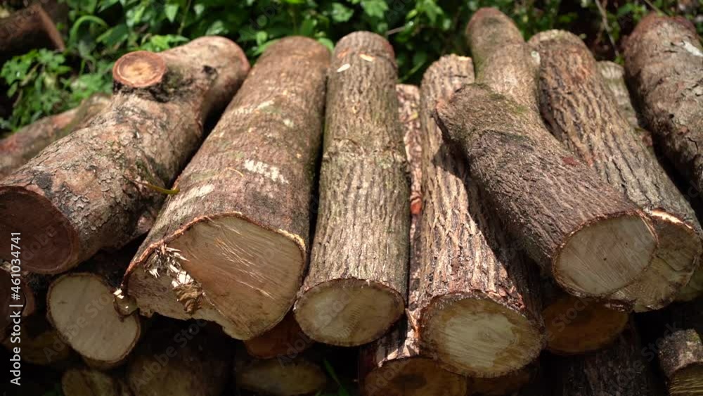 Neatly stacked tree trunks, impact of deforestation and heavy industry ...