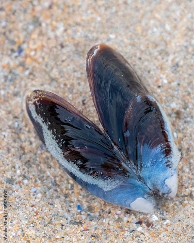 blue sea urchin