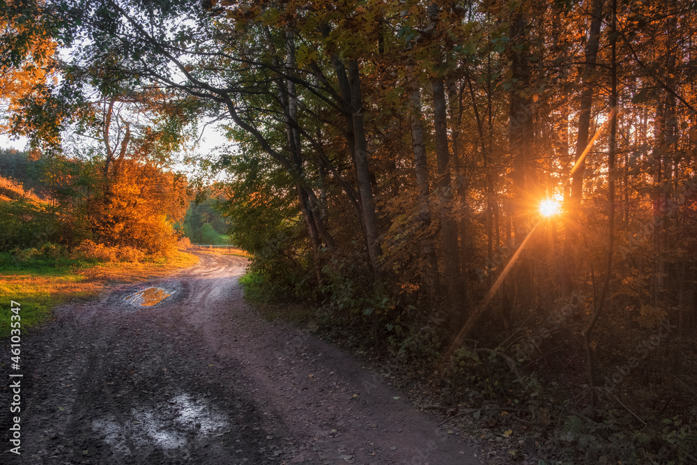 Obraz premium Winding road in a beautiful autumn forest in a sunny sunset