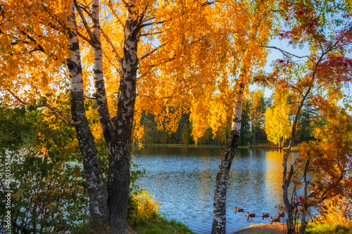 Autumn colorful beautiful landscape. Forest lake surrounded by bright trees on a colorful sunny day