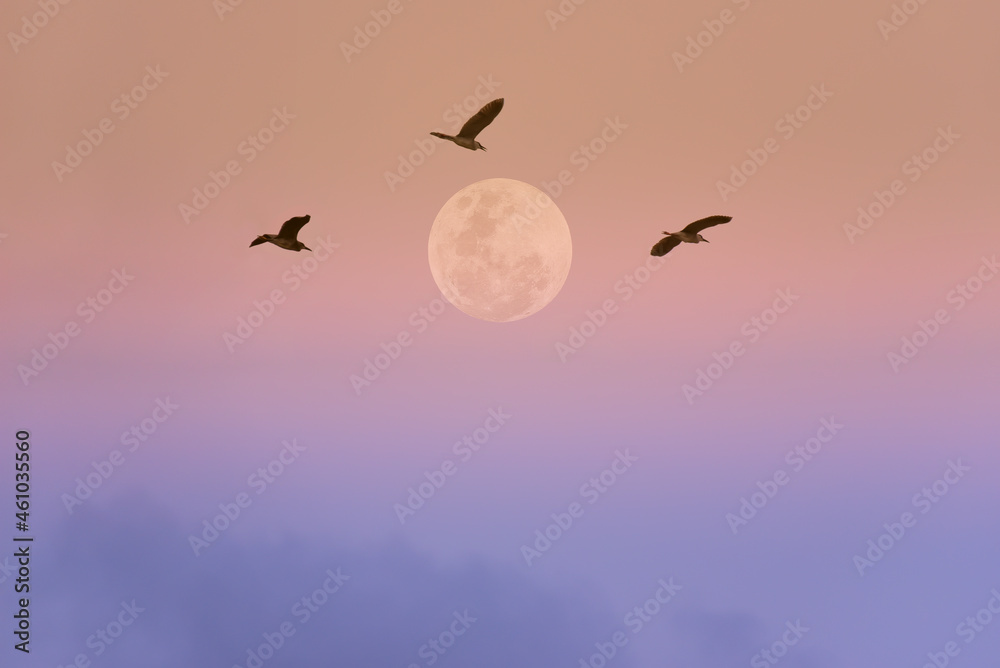 Fototapeta premium Full moon with birds in the sky.