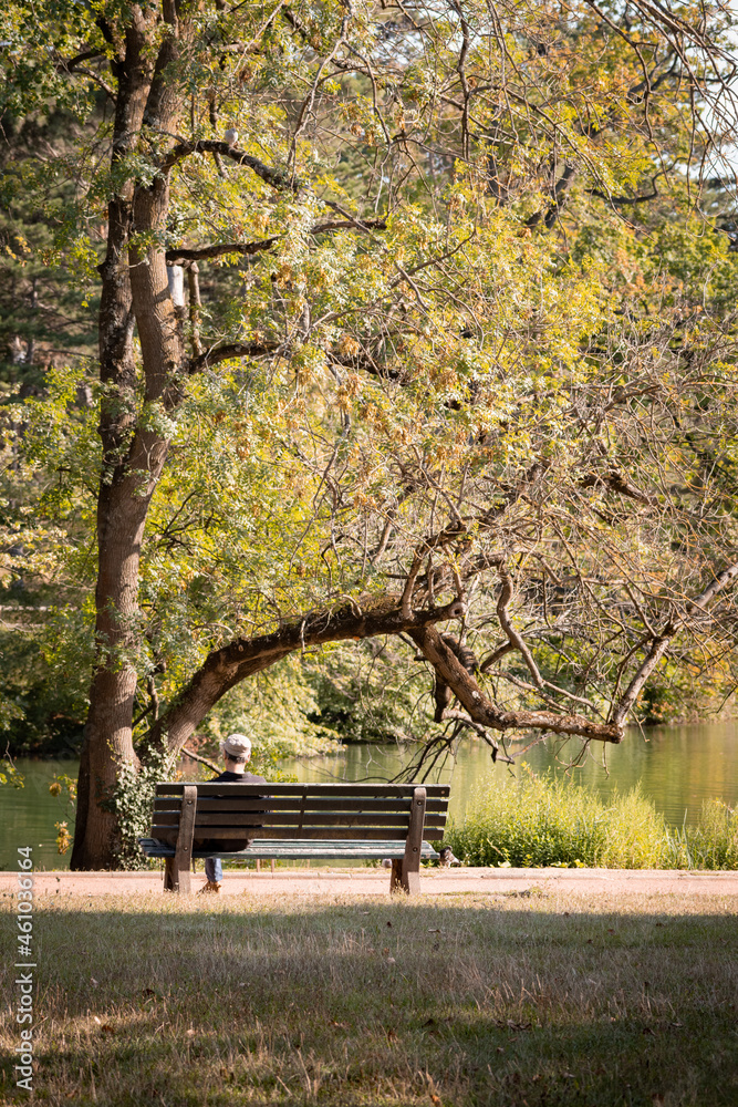 Homme de dos assis sur un banc sous un arbre