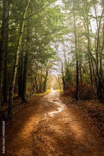 Sentier de randonnée au coeur d'un bois