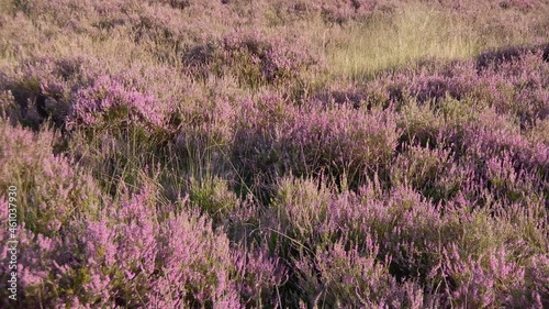 Purple blooming heath end of summer, begin fall, at sunset. Camera moves from Semi Close-up to horizon with green trees. photo