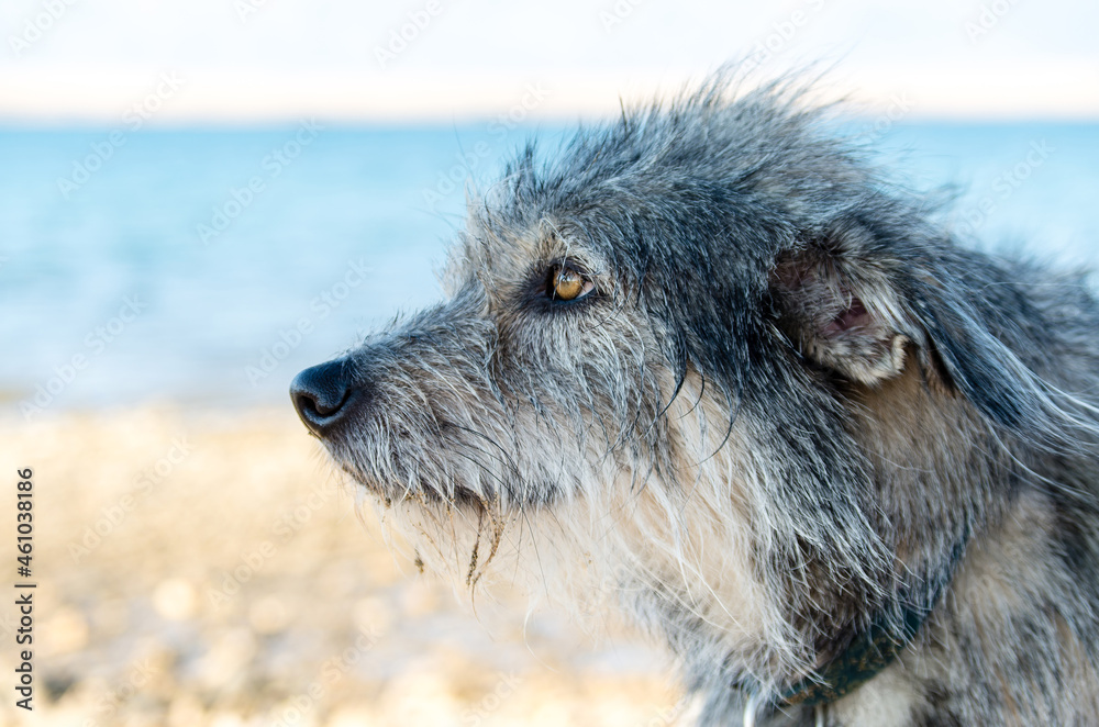 Fototapeta premium Dog on the Beach of Privlaka