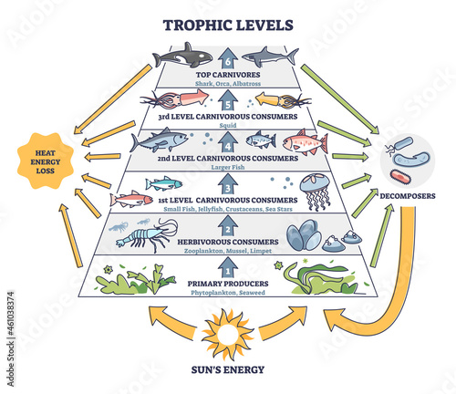 Trophic levels in water wildlife as ocean food chain pyramid outline diagram. Labeled educational division and classification with aquatic animals as carnivores and consumers vector illustration. photo