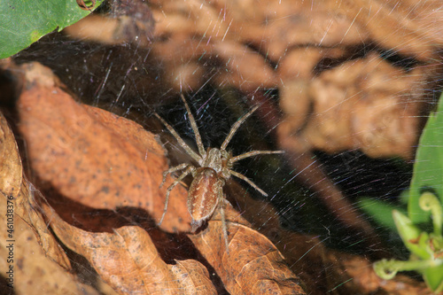 agelena labyrinthica spider macro photo