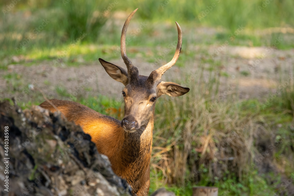 A one year old red deer standing in a pond in a forest during rutting season at a cloudy day in autumn. A one year old red deer standing in a pond in a forest during rutting season at a cloudy day in autumn.