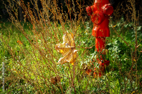 Big yellow maple leaf hanging on grass with red hydrant © Marija Crow