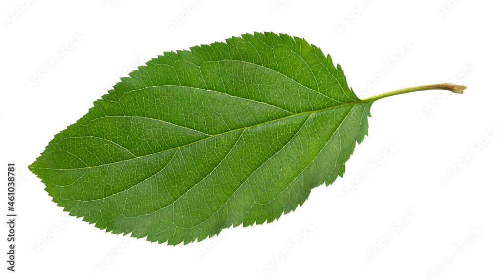 Obraz premium Green apple leaf isolated on a white background.