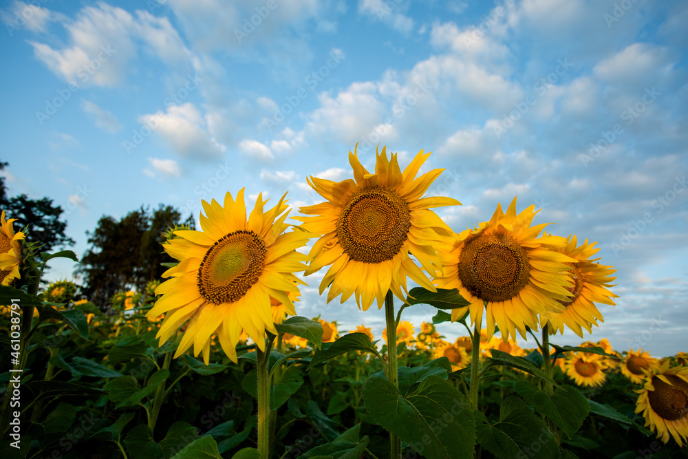 Obraz premium Sunflowers at sunset in the field against the sky in a clouds. High quality photo