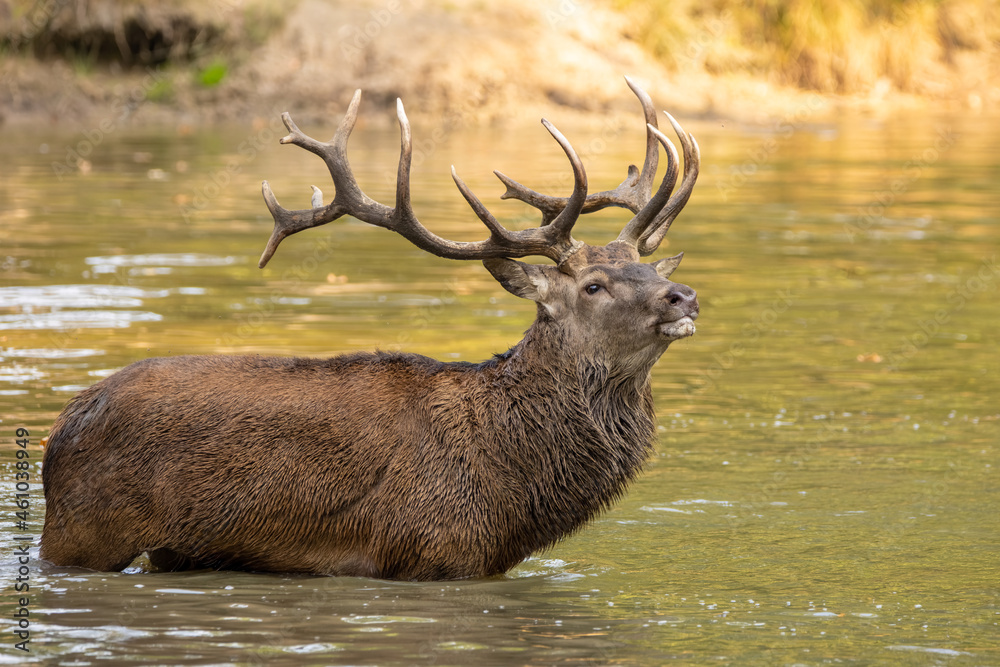 Red deer standing in a pond in a forest during rutting season at a cloudy day in autumn. Red deer standing in a pond in a forest during rutting season at a cloudy day in autumn.