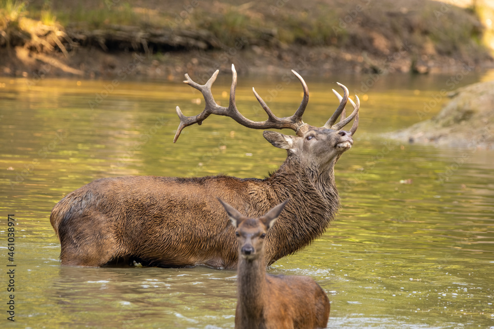 Red deer standing in a pond in a forest during rutting season at a cloudy day in autumn. Red deer standing in a pond in a forest during rutting season at a cloudy day in autumn.