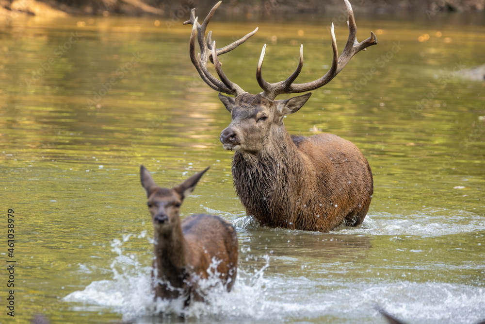Red deer standing in a pond in a forest during rutting season at a cloudy day in autumn. Red deer standing in a pond in a forest during rutting season at a cloudy day in autumn.