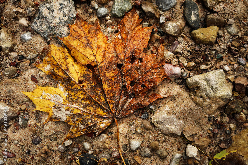 Huge old dry brown maple leaf lying on ground with pebbles and stones