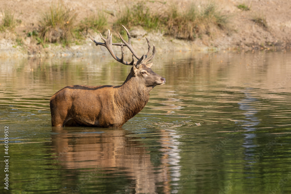 Red deer standing in a pond in a forest during rutting season at a cloudy day in autumn. Red deer standing in a pond in a forest during rutting season at a cloudy day in autumn.