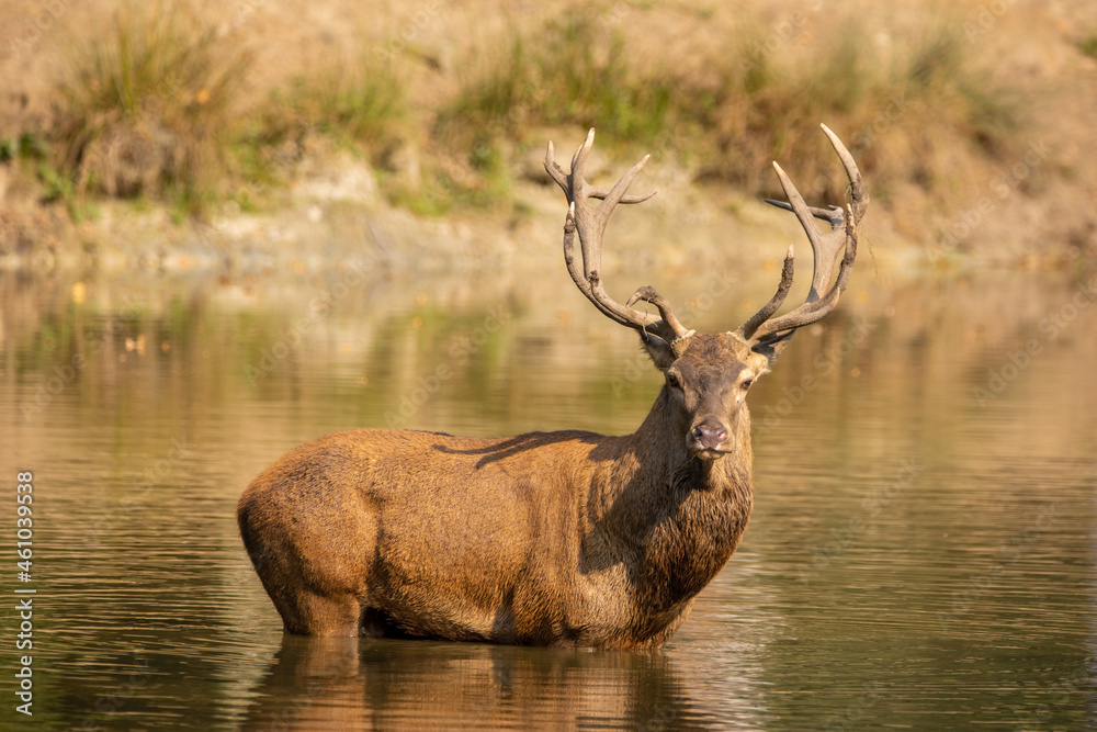 Red deer standing in a pond in a forest during rutting season at a cloudy day in autumn. Red deer standing in a pond in a forest during rutting season at a cloudy day in autumn.