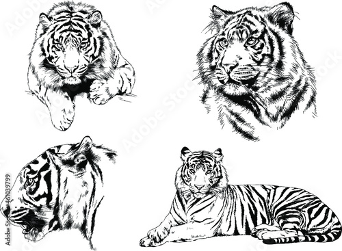 vector drawings sketches different predator   tigers lions cheetahs and leopards are drawn in ink by hand   objects with no background