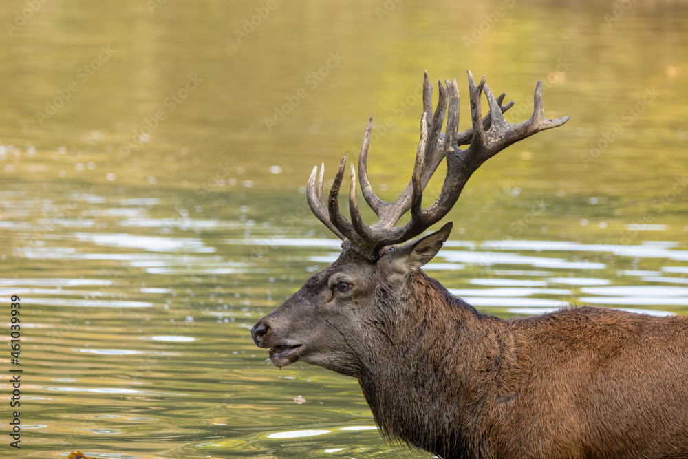 Red deer standing in a pond in a forest during rutting season at a cloudy day in autumn. Red deer standing in a pond in a forest during rutting season at a cloudy day in autumn.