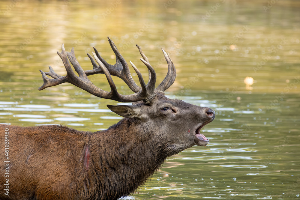 Red deer standing in a pond in a forest during rutting season at a cloudy day in autumn. Red deer standing in a pond in a forest during rutting season at a cloudy day in autumn.