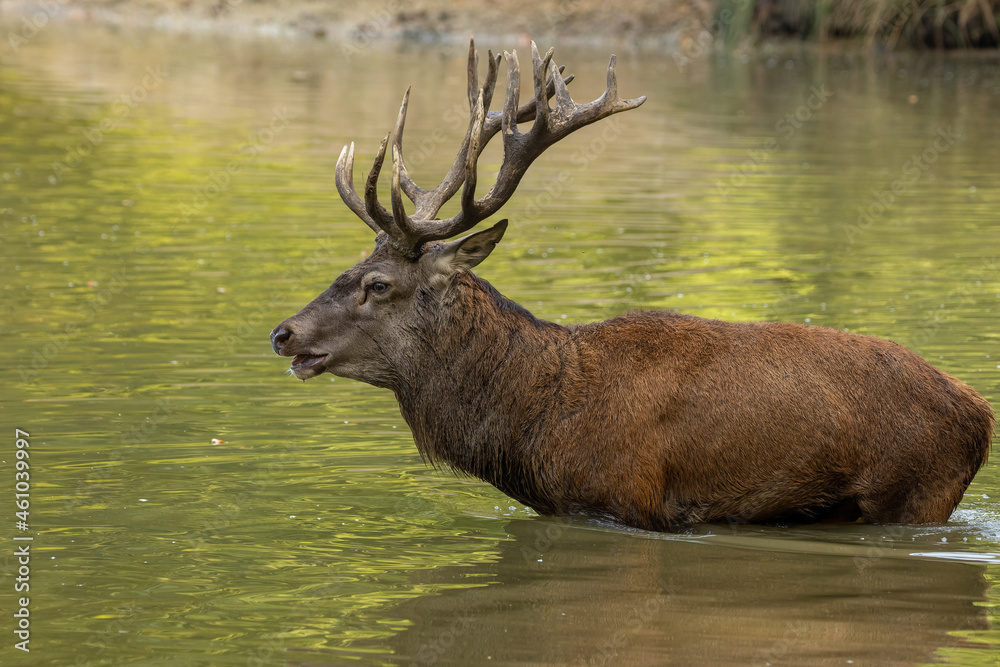 Red deer standing in a pond in a forest during rutting season at a cloudy day in autumn. Red deer standing in a pond in a forest during rutting season at a cloudy day in autumn.