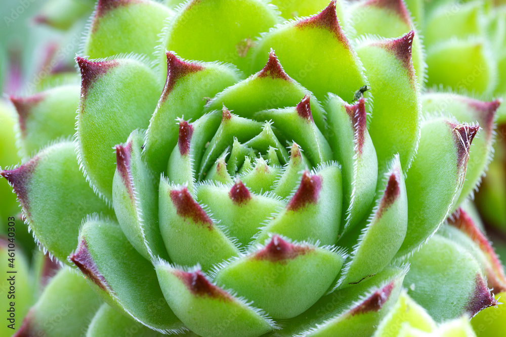 Sempervivum tectorum plant, close up. Outdoor succulent flowers. Sempervivum tectorum plant, close up. Outdoor succulent flowers.