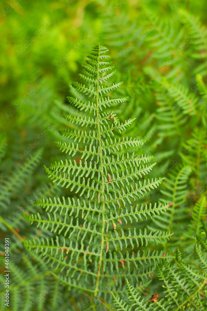 Fern leaves with beautiful pattern under bright light in summer in a mountain forest