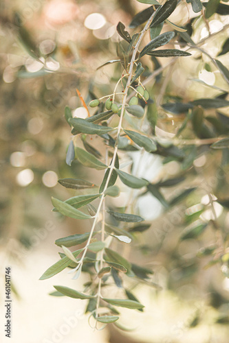 Oliven zweig