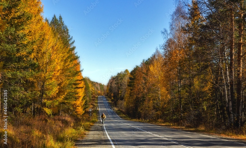 road in autumn forest