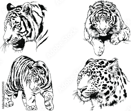 vector drawings sketches different predator   tigers lions cheetahs and leopards are drawn in ink by hand   objects with no background